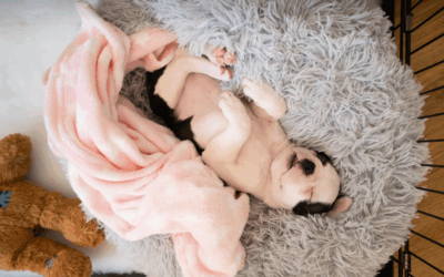 La tecnología se transforma en el aliado perfecto para cuidar a los perros en casa